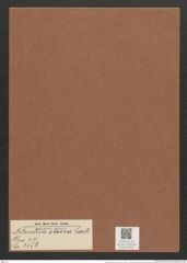 Nitzschia oboesa Castr. (de-Toni-Nr.: Genus 47, Species 2156) Zeichnungen Sammlung Grunow Mappe 02291 (Herbarium_W_Grunow_drawings_Folder_02291)
